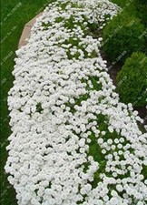 1000pcs/bag Creeping Thyme White Seeds Perennial Ground Cover for Home Garden