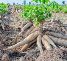 5 Cassava Yuca Manihot Esculenta Cuttings - Nutritious Vegetable - Easy to Grow