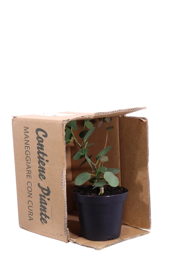 Pianta di Cappero Capparis Spinosa vera commestibile ornamentale da esterno - Immagine 3 di 3