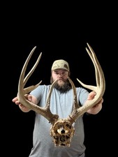 Wild 8 Point Whitetail Deer Antler Rack Horn Skull Man Cave Cabin Decor 145