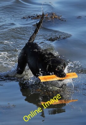 Foto 6x4 Fetch Tess! Ross\/NT9660 Tess der Hund hatte Spaß beim Apportieren c2014