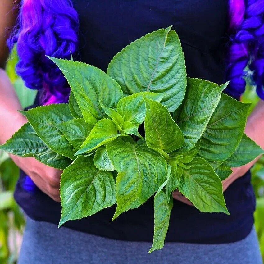 VALEYRAC EXOTICS Basil African Nunum - Ocimum gratissimum - Basilic - 10+ graines - Graines - ...