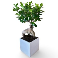 Bonsai Ginseng Ficus Microcarpa in vaso Ceramica H30/40cm