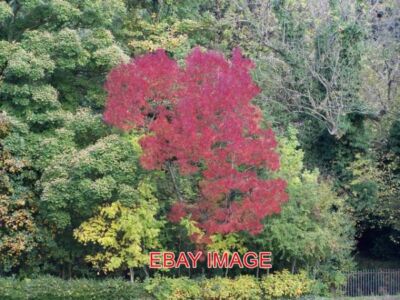 FOTO ROTER BAUM IM MIDDLEWOOD PARK FANTASTISCHE FARBEN FAST DURCHSCHEINEND 2008