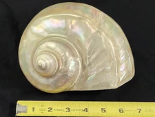 Large Vintage Mother of Pearl Turbo Marmoratus Turban Shell MOP Mother of Pearl