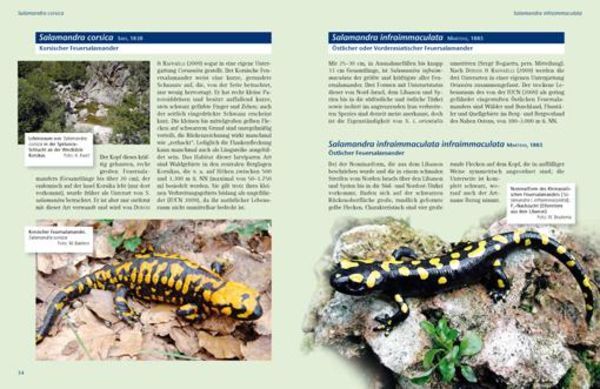 Thumbnail - Feuersalamander