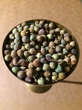 6 Ounces Of Dried Juniper Berries From East Arizona