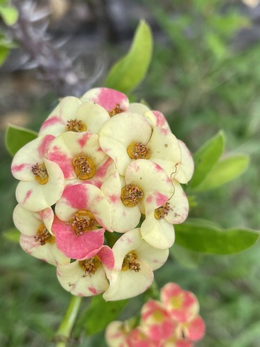 Euphorbia milii~Dwarf *MULTICOLOUR * Indoor/Outdoor~2 X 6” Cuttings - Picture 5 of 5