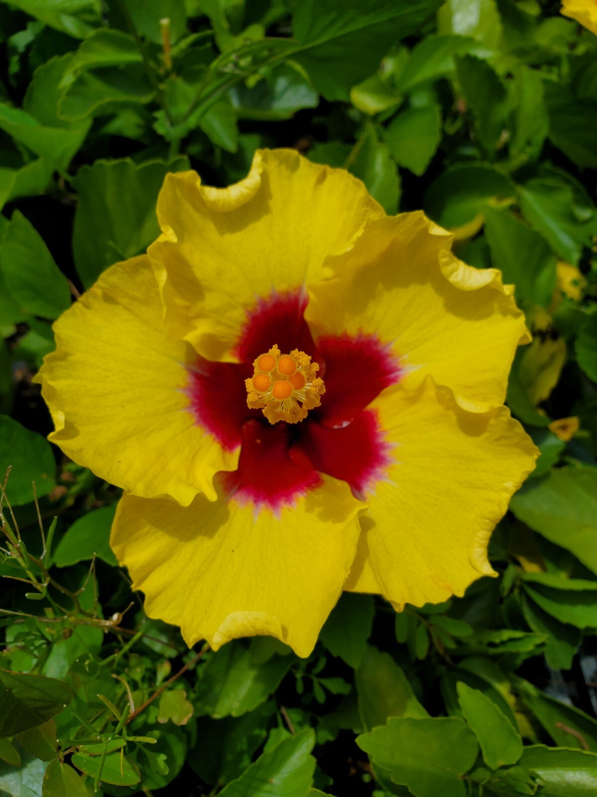 EXOTIC YELLOW HIBISCUS WELL ROOTED LIVE PLANT 3 TO 5 INCHES TALL