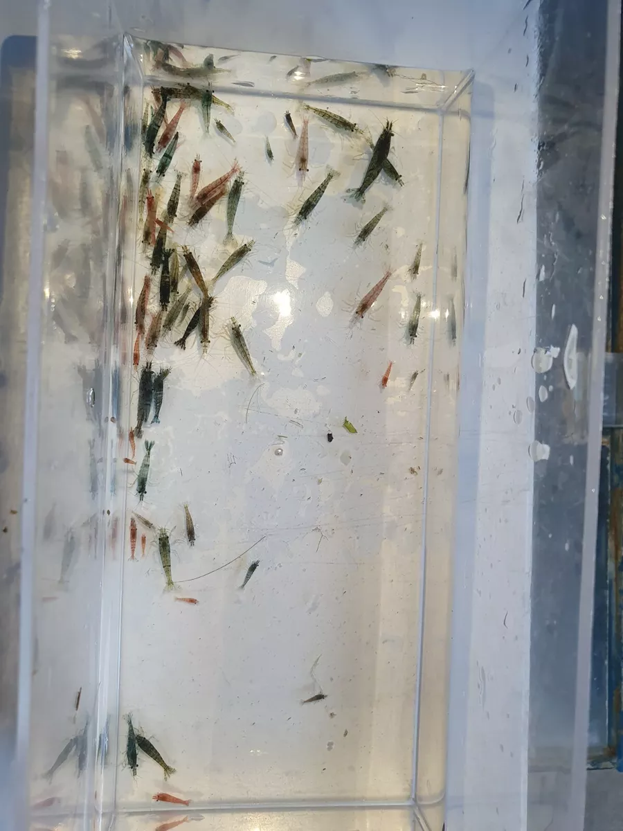 Guppy shrimp cheap