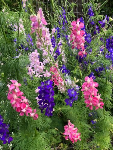 LARKSPUR SEEDS -50 Fresh Seeds - Mixed Colors - GORGEOUS Blooms!! FREE Shipping