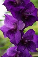 10 Gladioli Purple Flora Corms Large Flowering Sword Lily Summer Garden Bulbs