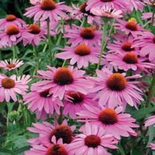 3X ECHINACEA PERENNIAL PLANT PLUGS MAGNUS SUPERIOR PINK FLOWERS HARDY