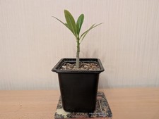 Pachypodium Ruthenbergianum, einjährige etablierte Pflanze, ca. 15cm mit Topf