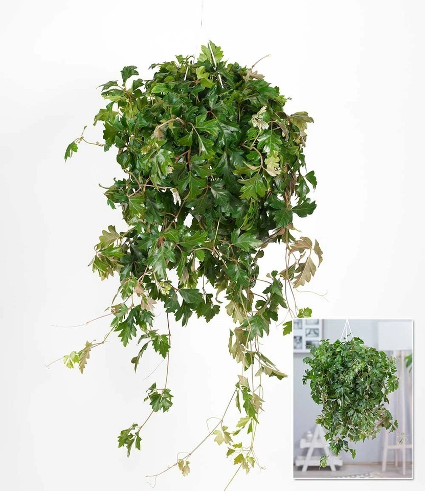 Hängepflanze Cissus, 1 Pflanze Zimmerpflanze hängend Zimmerpflanze - Bild 4 von 4