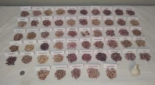 Hardneck Garlic Bulbils  ~ 1/4oz ~ Many Varieties to Choose From