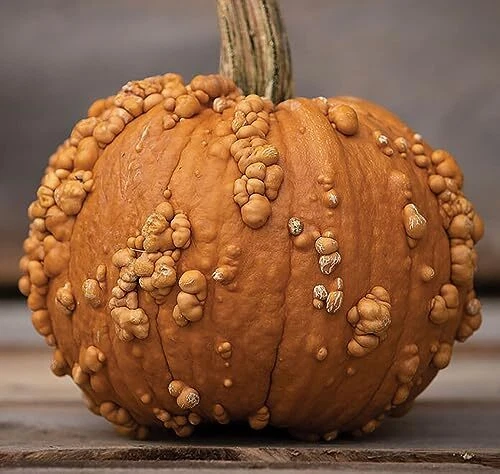 Grizzly Bear Pumpkin Seeds - 10 Seeds - Picture 2 of 6