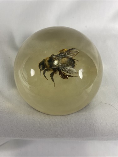 Preserved Bee Encased in Resin, Either Carpenter or Bumblebee 3"