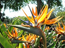 Bird of Paradise flowering Strelitzia Reginae exotic Crane Flower seed 100 seeds