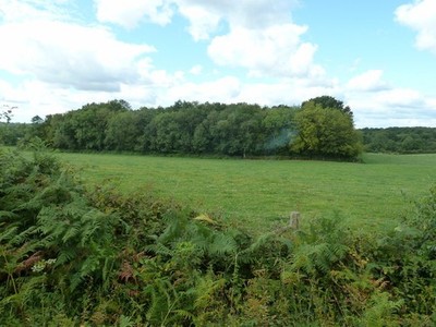 Foto A3 Wildschweinwald bei Freshfield Crossways Furner's Green The smok c2011