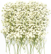 150Pcs Mini Dried Pressed White Baby  s Breath Flowers Bulk - Real Natural Flat F