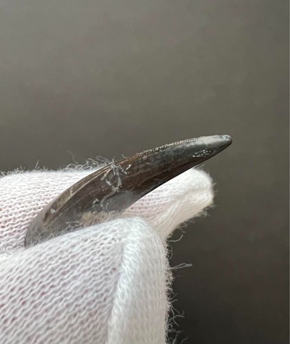 Beautiful Tyrannosaurus Rex Dinosaur Juvenile Tooth Fossil 0.7 Inches - 第 3/7 張圖片