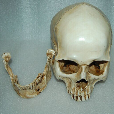 Lebensgroßer menschlicher Schädel Replik Harz Modell anatomisches Skelett Dekor