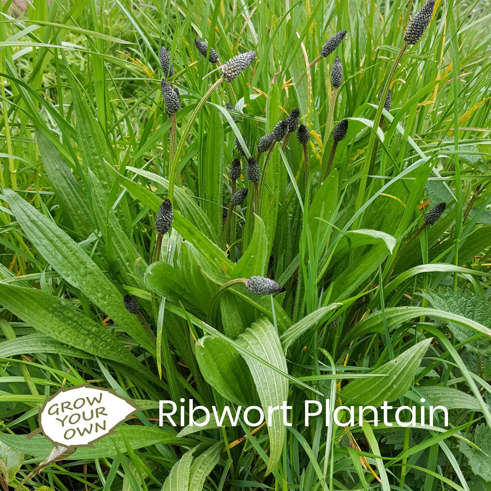 Ribwort Plantain 10mg Pack of c1200 Seeds - Pet Food for Chinchillas Degus