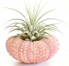 2-Pack: Beautiful Air Plant w. Pink Sea Urchin Nautical Gift Beach Wedding Decor