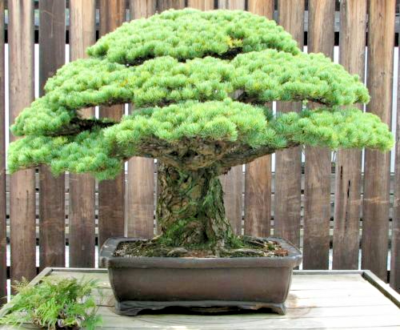 SAMEN i! Himalay-KIEFER !i winterhart immergrn Nadelgehlz Garten Bonsai  Saat