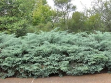 Grey Owl Spreading Juniper - Live Plant - 2 Gallon Pot