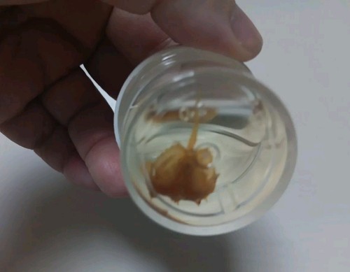 Lot 6 Jars Wet Specimens Arthropods Spiders Horseshoe Crab Jellyfish Rare Set - Picture 6 of 16