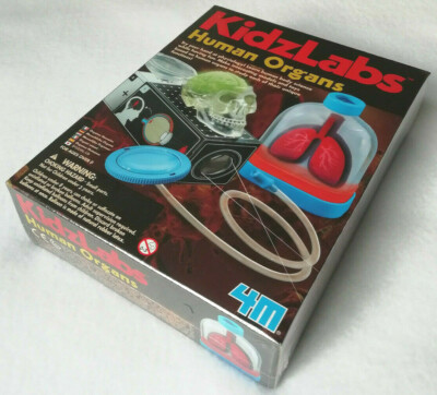 MENSCHLICHE ORGANE Wissenschaft Modellbausatz: KidzLabs von 4M Lernspielzeug