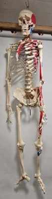 Lebensgroßes anatomisches menschliches Skelettmodell mit Muskelmarkierungen medizinische Qualität V