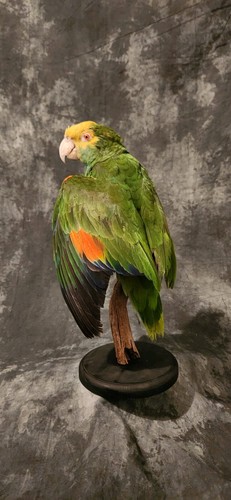Turquoise Fronted Amazon Parrot Taxidermy Mount - Picture 7 of 10