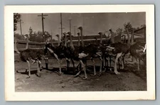Group Of Ostriches Real Photo Postcard RPPC 1924-49