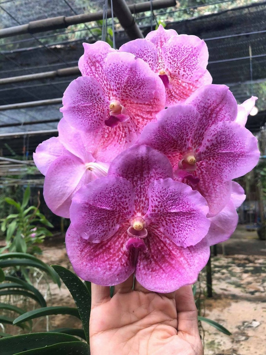 Vanda Orchid plant species + PHYTO certificate | eBay