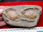 RARE PAIR OF FOSSIL CRABS FROM JAVA, INDONESIA , BEST VALUE  ANYWHERE! #7