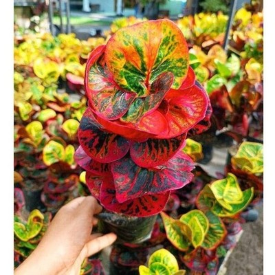 Codiaeum Variegatum Croton Dragon Ball Rare Exotic Tropical Plant