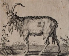 Goat animal study animal painting unknown original copperplate 19th century