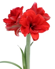 Double Dragon Amaryllis- 22-26 cm bulb