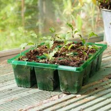 Gro-Sure Visiroot  9 Cell Plug Tray x 8