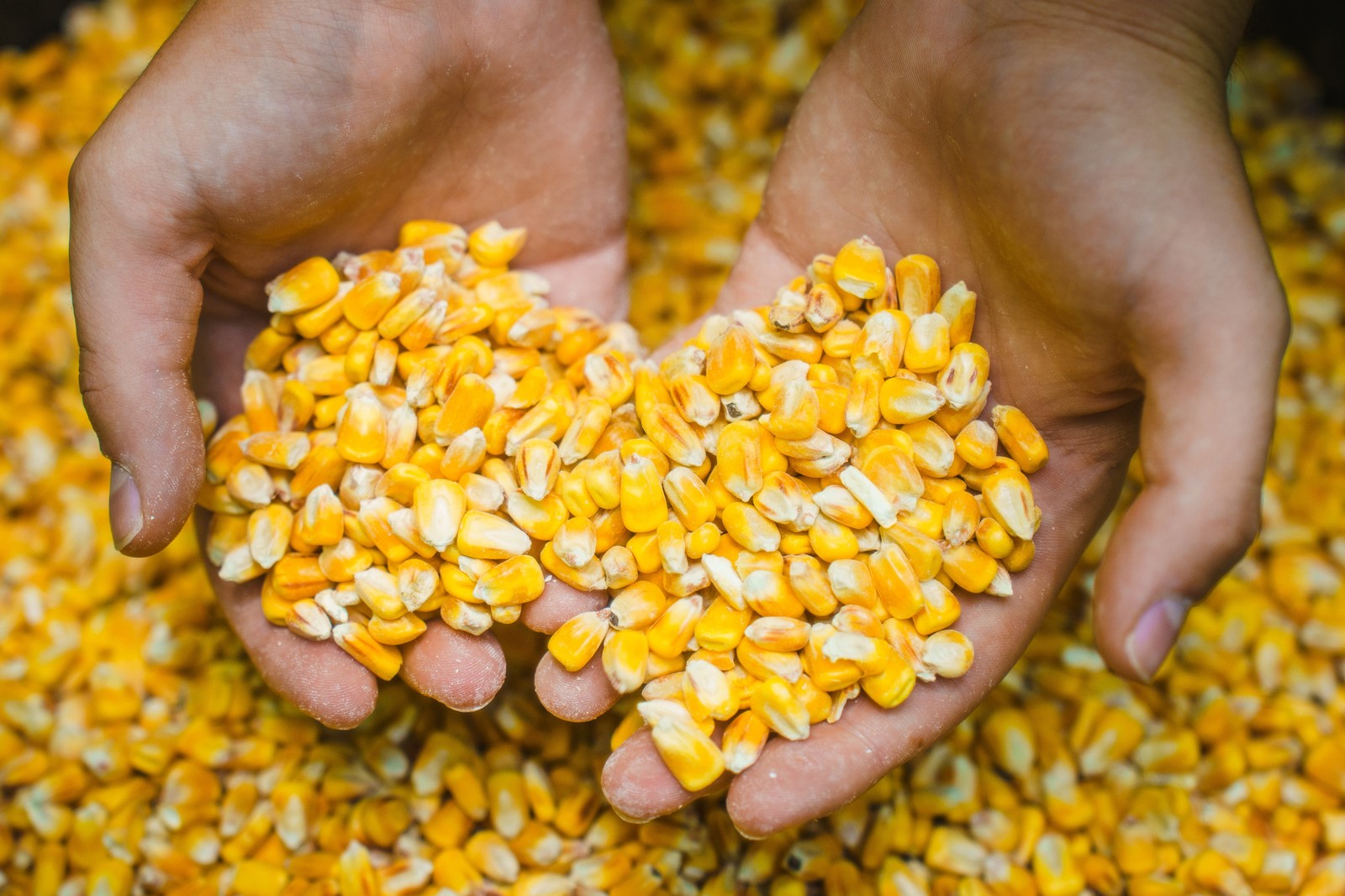 Deer Corn Premium Deer and Turkey Feed  Wildlife High-Quality  50Lb