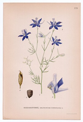 1926 Lindman Botanical Flower Print, Consolida Regalis, Forking Larkspur