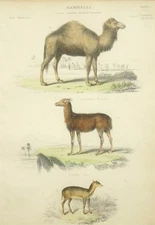 Hand Coloured Antique Print: Camel, Llama, Musk Deer - Victorian print (23)