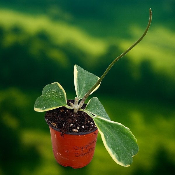 Hoya Compacta Variegata Árbol – Maceta 12 cm – Planta Viva y Sana