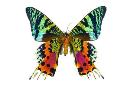 WINGS OPEN Madagascar Sunset Moth Urania ripheus