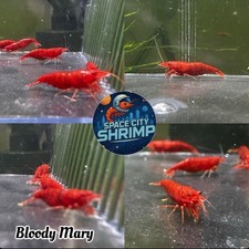 20  extra Bloody Mary Shrimp Freshwater Aquarium Neocaridina Live Guarantee