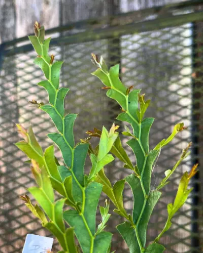 Acacia alata var. alata seeds - "Winged Wattle"