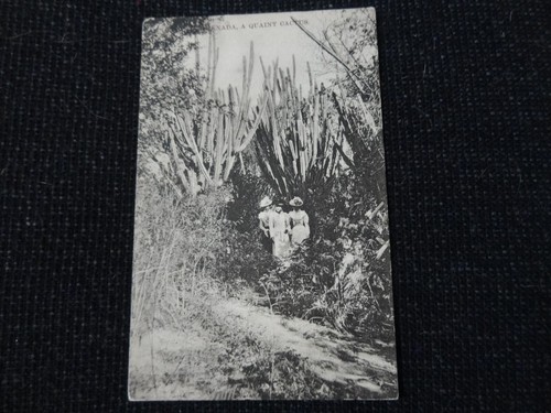 Greneda ein uriger Kaktus Westindianer Postkarte - 102661 Sozialgeschichte